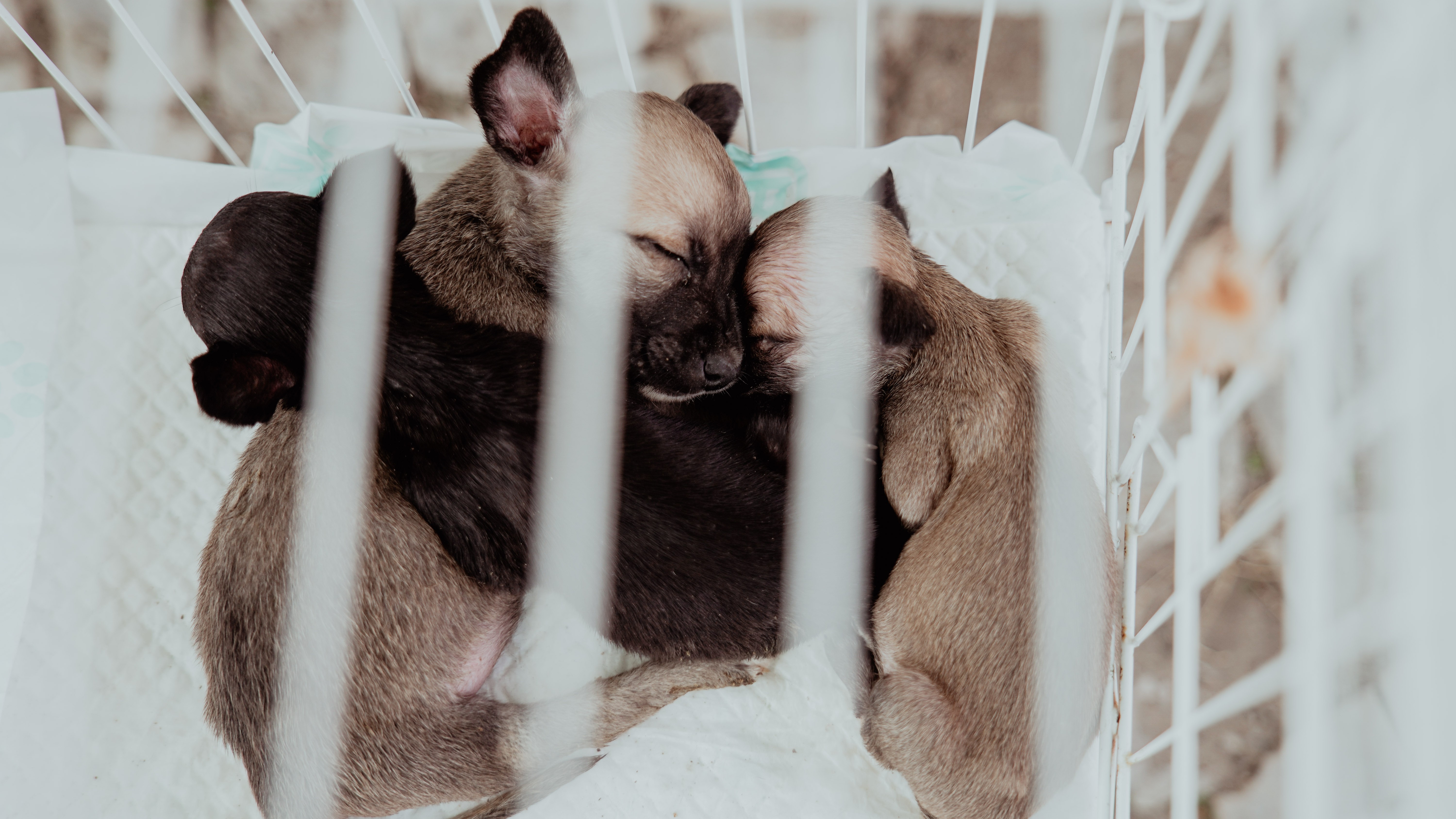 Três filhotes de cachorro dormindo em uma gaiola de transporte animal